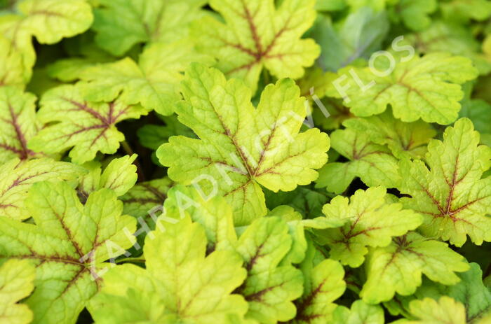 Dlužela 'Alabama Sunrise' - Heucherella hybrida 'Alabama Sunrise'