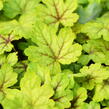 Dlužela 'Alabama Sunrise' - Heucherella hybrida 'Alabama Sunrise'