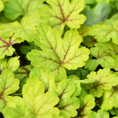 Dlužela 'Alabama Sunrise' - Heucherella hybrida 'Alabama Sunrise'