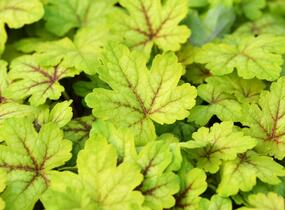 Dlužela 'Alabama Sunrise' - Heucherella hybrida 'Alabama Sunrise'