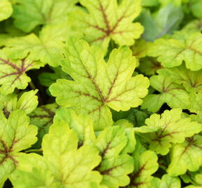 Dlužela 'Alabama Sunrise' - Heucherella hybrida 'Alabama Sunrise'