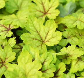 Dlužela 'Alabama Sunrise' - Heucherella hybrida 'Alabama Sunrise'