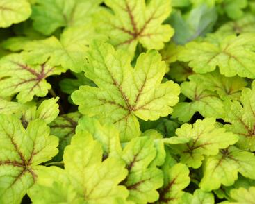 Dlužela 'Alabama Sunrise'