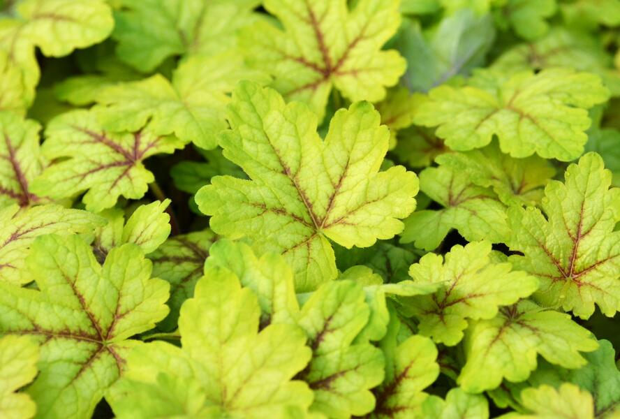 Dlužela 'Alabama Sunrise' - Heucherella hybrida 'Alabama Sunrise'