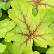 Dlužela 'Alabama Sunrise' - Heucherella hybrida 'Alabama Sunrise'