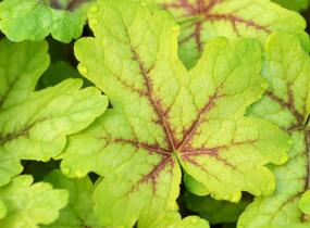 Dlužela 'Alabama Sunrise' - Heucherella hybrida 'Alabama Sunrise'