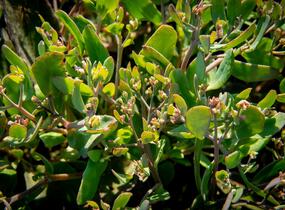 Rozchodník nachový 'Mr. Goodbud' - Sedum telephium 'Mr. Goodbud'
