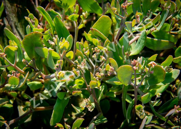 Rozchodník nachový 'Mr. Goodbud' - Sedum telephium 'Mr. Goodbud'