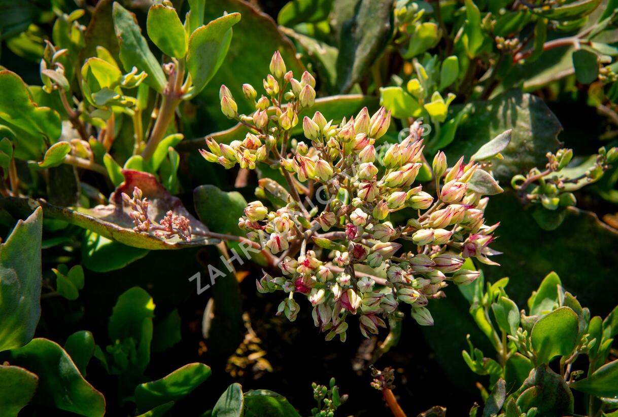 Rozchodník nachový 'Mr. Goodbud' - Sedum telephium 'Mr. Goodbud'
