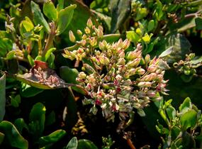 Rozchodník nachový 'Mr. Goodbud' - Sedum telephium 'Mr. Goodbud'
