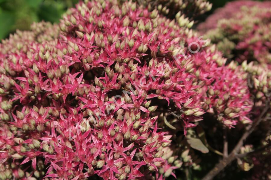 Rozchodník nachový 'Mr. Goodbud' - Sedum telephium 'Mr. Goodbud'