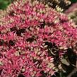 Rozchodník nachový 'Mr. Goodbud' - Sedum telephium 'Mr. Goodbud'