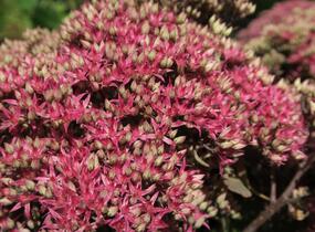 Rozchodník nachový 'Mr. Goodbud' - Sedum telephium 'Mr. Goodbud'