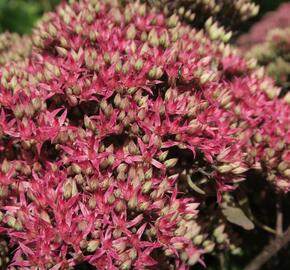 Rozchodník nachový 'Mr. Goodbud' - Sedum telephium 'Mr. Goodbud'