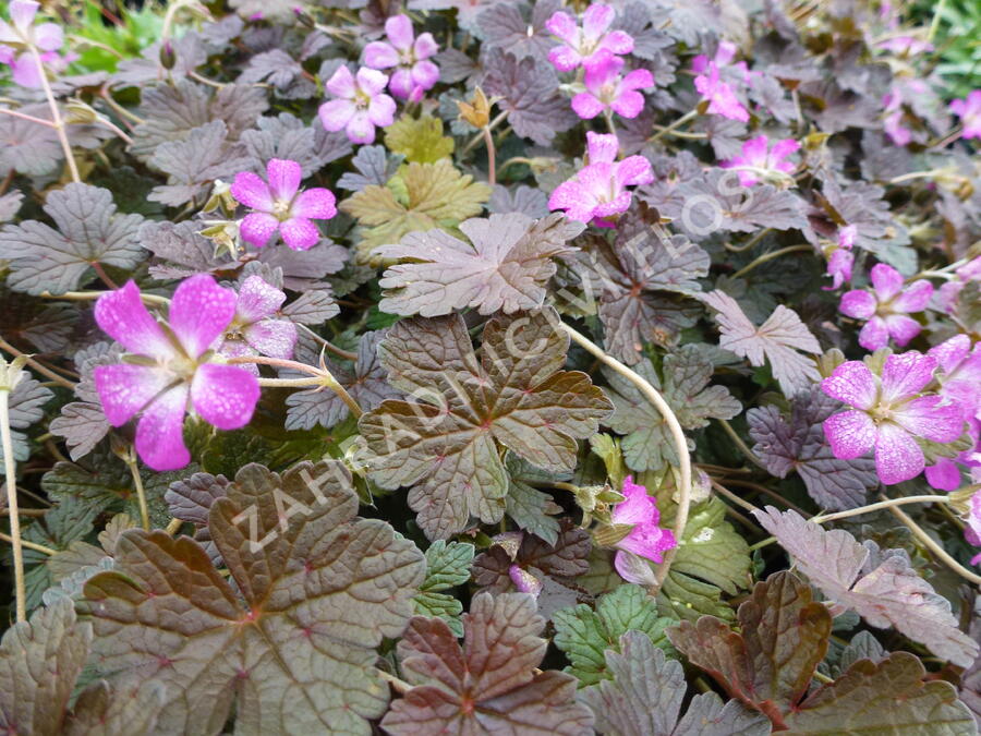 Kakost 'Orkney Cherry' - Geranium 'Orkney Cherry'