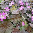 Kakost 'Orkney Cherry' - Geranium 'Orkney Cherry'