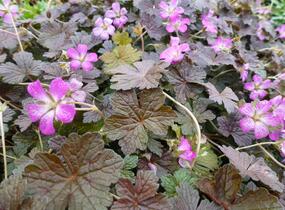 Kakost 'Orkney Cherry' - Geranium × oxonianum 'Orkney Cherry'
