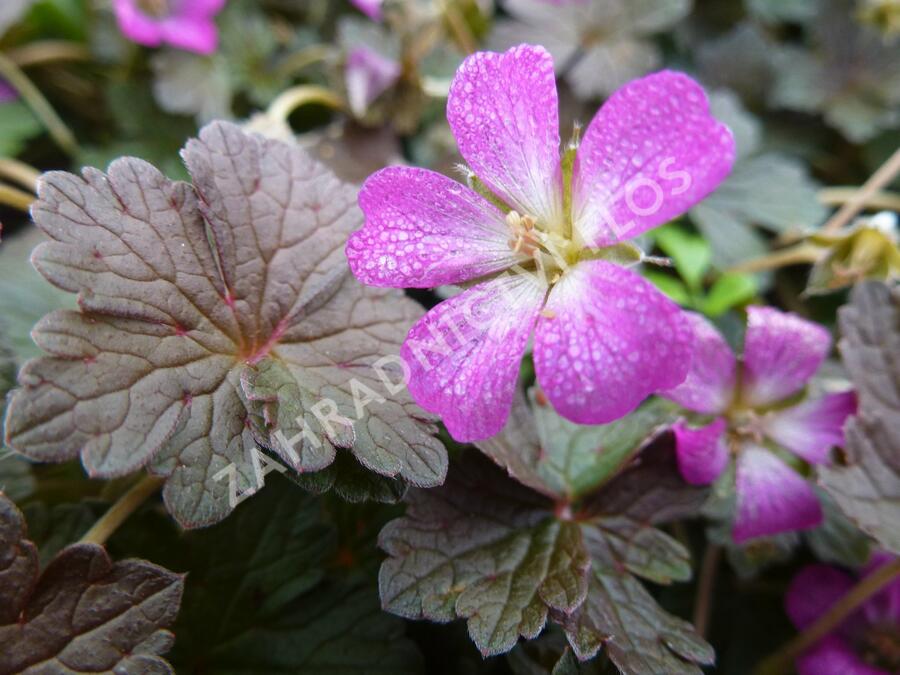 Kakost 'Orkney Cherry' - Geranium 'Orkney Cherry'