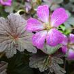 Kakost 'Orkney Cherry' - Geranium 'Orkney Cherry'