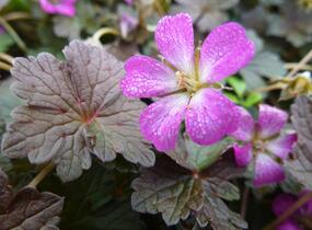 Kakost 'Orkney Cherry' - Geranium × oxonianum 'Orkney Cherry'