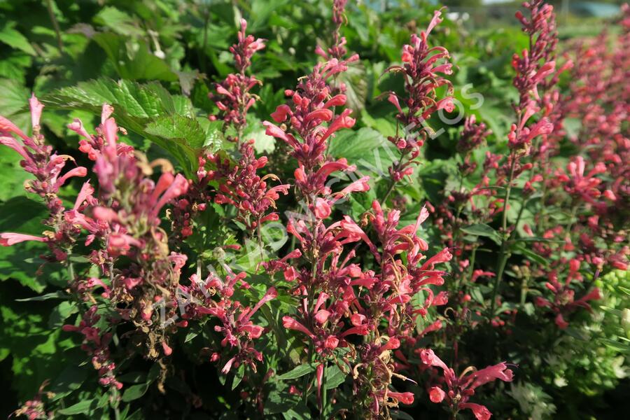 Agastache 'Kudos Coral' - Agastache hybrida 'Kudos Coral'