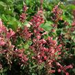 Agastache 'Kudos Coral' - Agastache hybrida 'Kudos Coral'