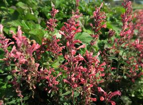 Agastache 'Kudos Coral' - Agastache hybrida 'Kudos Coral'