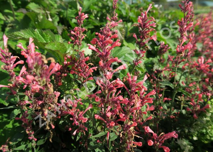 Agastache 'Kudos Coral' - Agastache hybrida 'Kudos Coral'