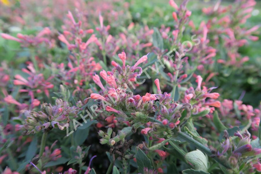 Agastache 'Kudos Coral' - Agastache hybrida 'Kudos Coral'