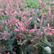 Agastache 'Kudos Coral' - Agastache hybrida 'Kudos Coral'