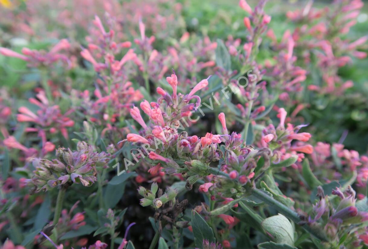 Agastache 'Kudos Coral' - Agastache hybrida 'Kudos Coral'