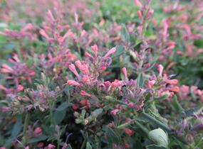Agastache 'Kudos Coral' - Agastache hybrida 'Kudos Coral'