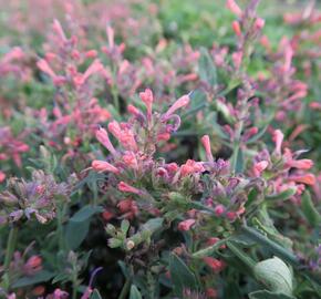 Agastache 'Kudos Coral' - Agastache hybrida 'Kudos Coral'