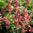 Agastache 'Kudos Coral' - Agastache hybrida 'Kudos Coral'