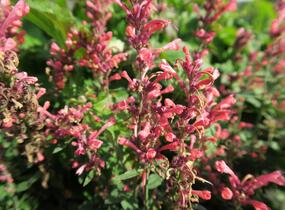 Agastache 'Kudos Coral' - Agastache hybrida 'Kudos Coral'