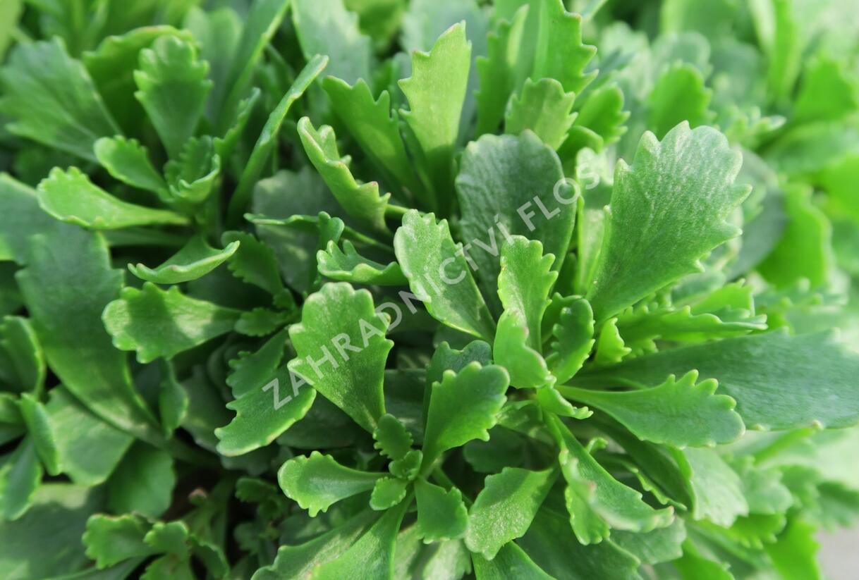 Rozchodník 'Immergrünchen' - Sedum hybridum 'Immergrünchen'