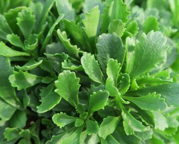 Rozchodník 'Immergrünchen'