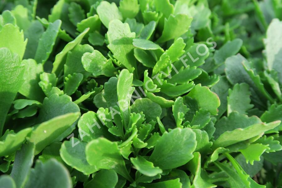 Rozchodník 'Immergrünchen' - Sedum hybridum 'Immergrünchen'