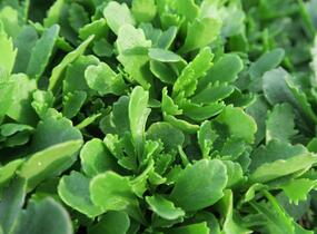 Rozchodník 'Immergrünchen' - Sedum hybridum 'Immergrünchen'
