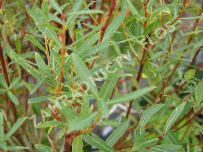 Vrba purpurová 'Nana' - Salix purpurea 'Nana'