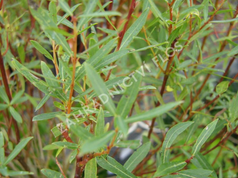 Vrba purpurová 'Nana' - Salix purpurea 'Nana'