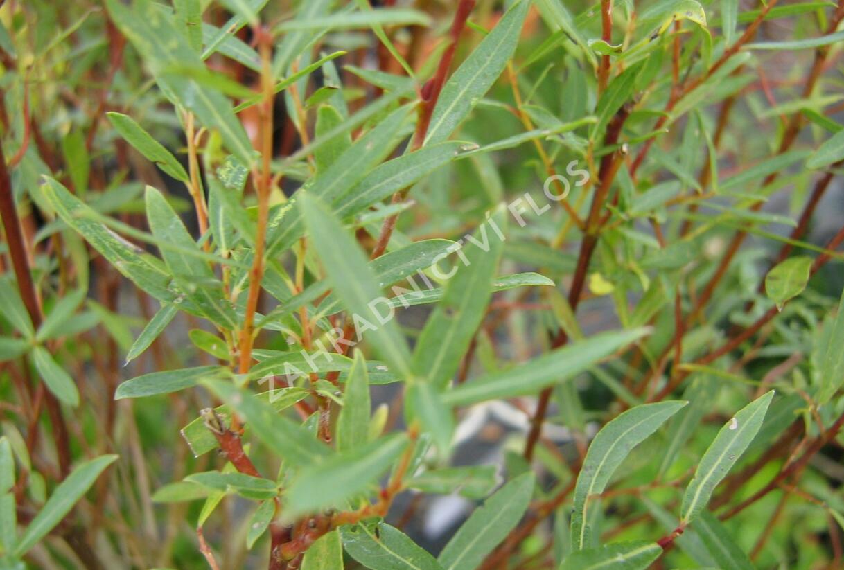 Vrba purpurová 'Nana' - Salix purpurea 'Nana'