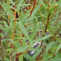 Vrba purpurová 'Nana' - Salix purpurea 'Nana'