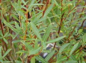 Vrba purpurová 'Nana' - Salix purpurea 'Nana'
