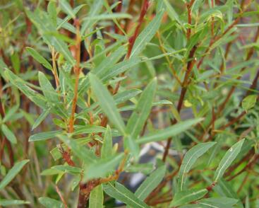 Vrba purpurová 'Nana'