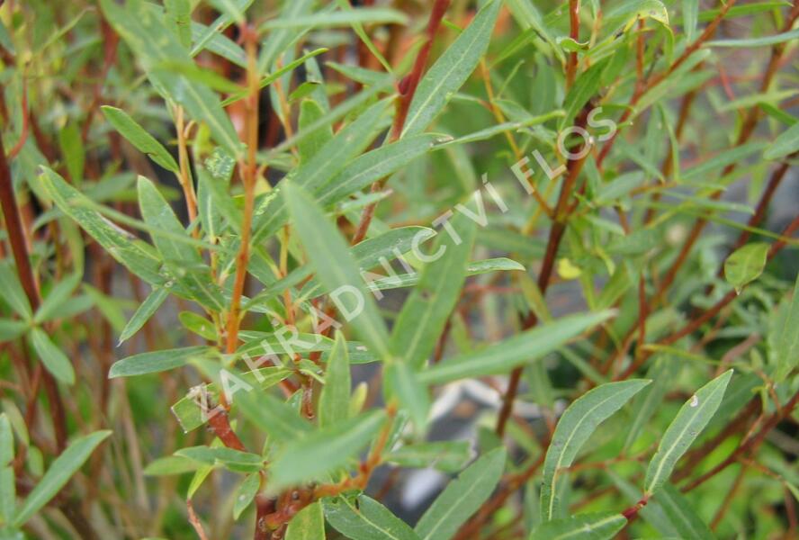 Vrba purpurová 'Nana' - Salix purpurea 'Nana'