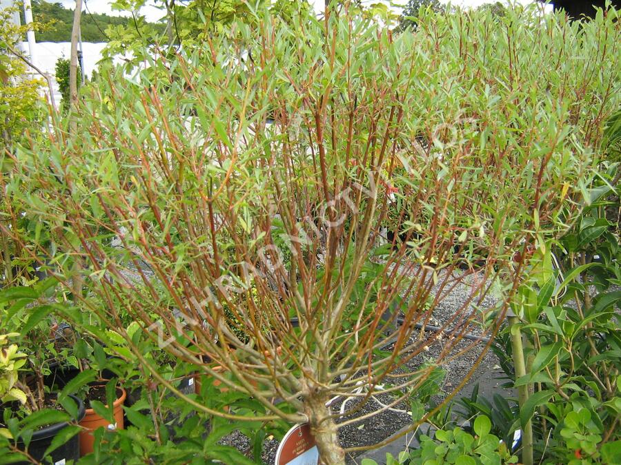 Vrba purpurová 'Nana' - Salix purpurea 'Nana'