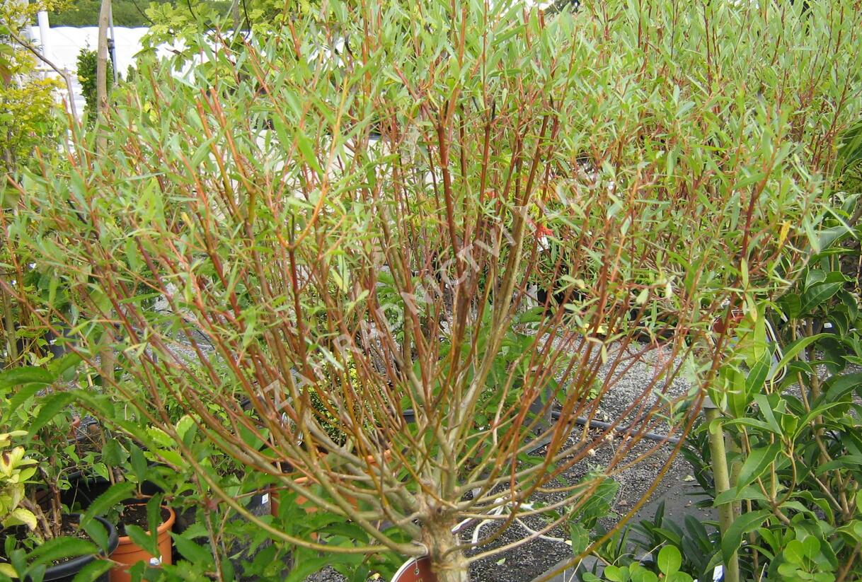 Vrba purpurová 'Nana' - Salix purpurea 'Nana'