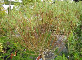Vrba purpurová 'Nana' - Salix purpurea 'Nana'