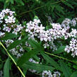 Motýlí keř, Komule střidavolistá - Buddleja alternifolia